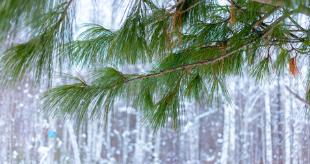 Pine branch against the background of a winter forest