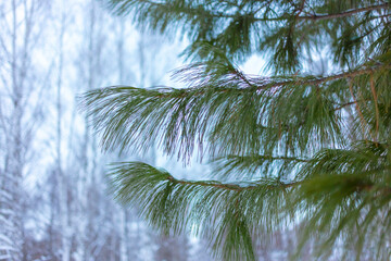 Pine branch against the background of a winter forest