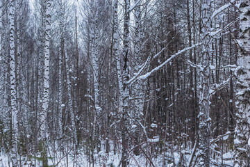 birch grove against the background of the sky and snow
