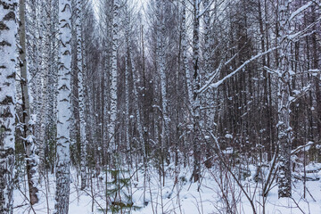 birch grove against the background of the sky and snow