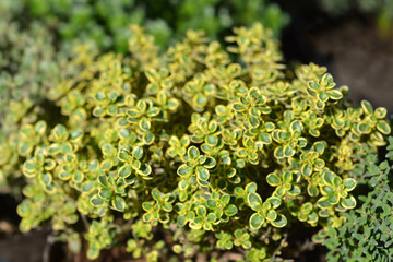 Aureus Lemon Thyme