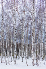 birch grove against the background of the sky and snow