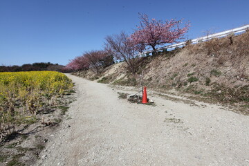 河津桜の咲く道