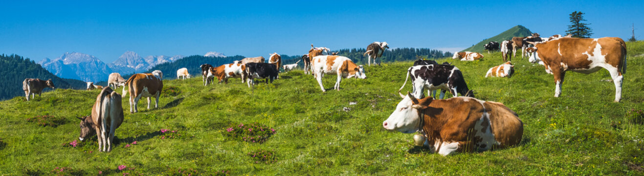Kuherde Postalm