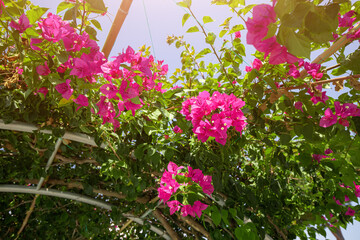 bougainvillea blooms in the greenhouse. The concept of the botanical garden and flora