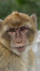 Portret małpki