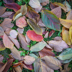 Leaves on a ground