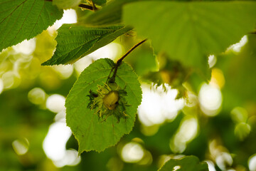 Grüne Haselnüsse und Blätter am Baum - Gemeine Hasel (Lat.: Corylus avellana)
