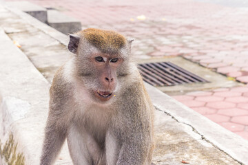 Obraz premium Monkeys on the steps at Batu Caves