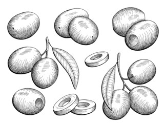 Olive graphic set black white isolated sketch illustration vector 