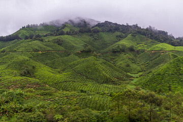 Tea plantation in Cameron highlands, Malaysia