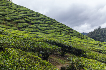 Fototapeta na wymiar Tea plantation in Cameron highlands, Malaysia
