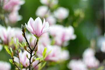 Obraz premium Pink blooming magnolia flowers on a bright sunny day. Close-up.