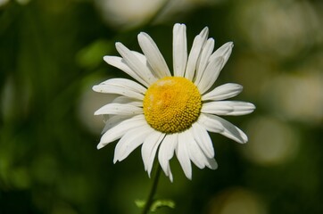 daisy in the grass