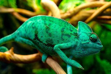 Obraz premium Green chameleon in the terrarium. Chameleon look.