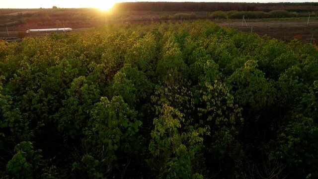 A drone flies over the forest with the Paulownia trees at sunset