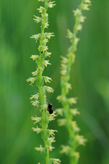 The musk orchid on peat bogs in the Rospuda valley in north-eastern Poland.