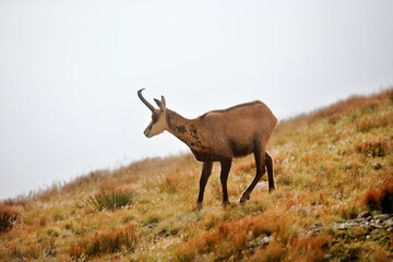 Tatra chamois in the Czerwone Wierchy in the Tatras.