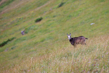 Tatra chamois in the Czerwone Wierchy in the Tatras.