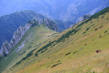 Fototapeta na wymiar Tatra chamois in the Czerwone Wierchy in the Tatras.