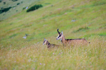 Tatra chamois in the Czerwone Wierchy in the Tatras.