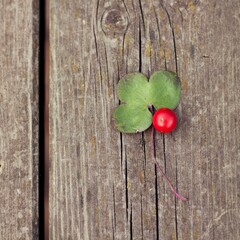 Leaf and red berry on wooden background