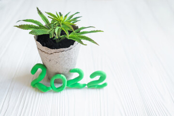 Text 2022. Growing hemp at home in pots of recyclable materials. Sprouts of young spring early hemp with the first leaves of medicinal marijuana used for CBD oil, THC tincture and CBD oil cosmetics