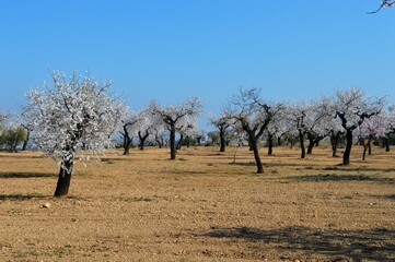 Almendros en Flor