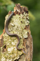 Naklejka na ściany i meble Aesculapian Snake (Zamenis longissimus), Bieszczady Mountains, the Carpathians, Poland.