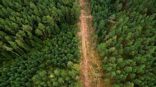 Aerial view of deforestation green pine and spruce. Destruction of forests and felling of trees. Forests illegal disappearing. Drone view monitoring on felling forest. 