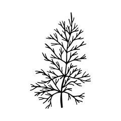 Dill plant. Vector stock illustration eps10. Isolate on white background, outline, hand drawing.