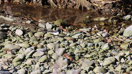 川辺で遊ぶセグロセキレイの写真