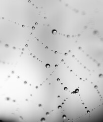 black and white spider web with drops