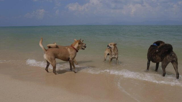Dogs in Slow motion at Mae Nam Beach - Koh Samui Island - Thailand - Three dogs in the water - stand off with one single dog - 120 frames