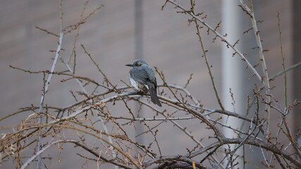 日の出直後のヒヨドリの写真