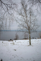 
Birches on the snowy shore