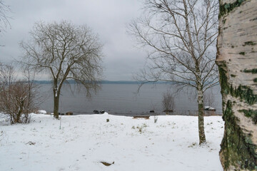 
Birches on the snowy shore