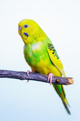 Fototapeta na wymiar Yellow and green budgie, budgie sits on a wooden stick