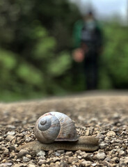 Schnecke auf einem Wanderweg mit unscharfem Wanderer im Hintergrund