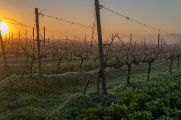 Obraz premium Cultivation of vineyards at dawn on a foggy day