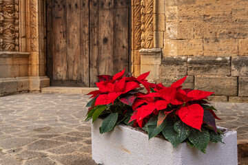 Easter plant or Poinsettia, Euphorbia pulcherrima