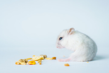 Fototapeta na wymiar Small white hamster, on a white background.