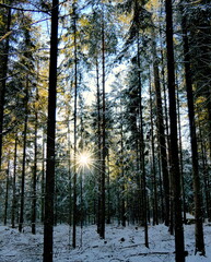 Sonne in einem winterlichen Tannenwald