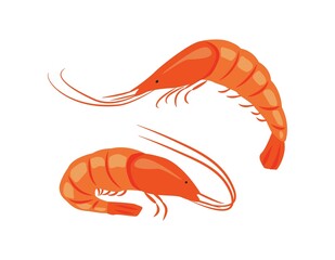 Set of fresh shrimps in flat style, seafood.  Vector illustration for the menu of fish restaurants, for packaging in markets and shops.