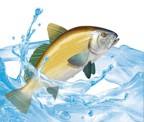 poisson, corbeau de mer , isolé, évasion, pêche, aliment, blanc, animal, frais, fruits de mer, brut, ailette, giclé, nature, eau douce, mer, attraper, eau, fleuve, fraîcheur, sain, argent, queue  © behzadillustrations