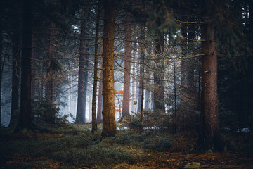 Dark moody night misty autumn forest landscape