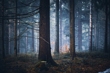 Dark moody night misty autumn forest landscape