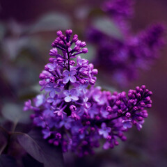 close up of lilac flowers