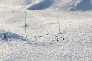 Plant in the winter forest