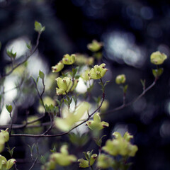 spring in the park